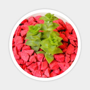 Green succulent in white pot with red stones. Magnet